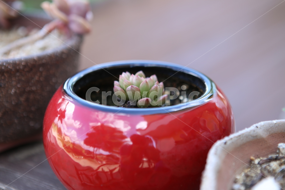 다육식물,선인장,자연,화분,배경,실내용화초,화분,화초,house plant
