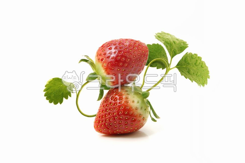 과일,딸기,잎,줄기,넝쿨,물,물방울,이슬,열매,유기농,싱싱한,신선한,비타민,디저트,다이어트,건강,음식,주스,과즙,깨끗한,식이섬유,간식,식물,채소,자연,야채,재료,샐러드,생과일,딸기밭,딸기농장
