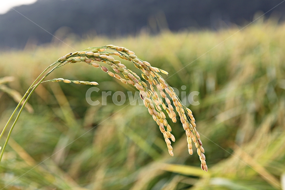 벼,이삭,벼이삭,쌀,곡식,식물,곡류,먹거리,가을,추수,산업,industry,industrial,농업,농사,agriculture,farming,farming industry