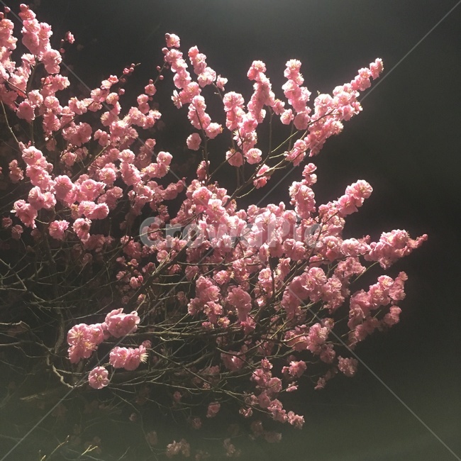 봄,벚꽃,겹벚꽃,꽃구경,밤
