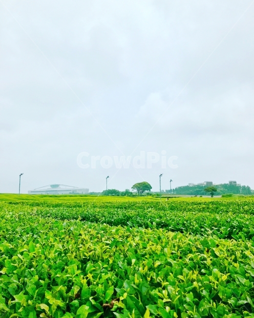 제주도,녹차,녹차밭,하늘,여름,자연,풍경,nature,landscape,시골,마을,country,rural,town,산업,industry,industrial,농업,농사,agriculture,farming,farming industry,field,들,outdoors,옥외,grassland,목초지