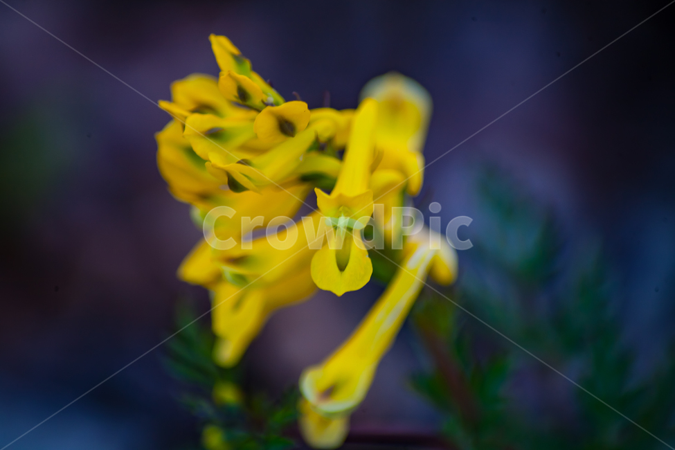 꽃,야생화,야생꽃,노란꽃,자연,봄,식물,자연,plants,nature,꽃,flower