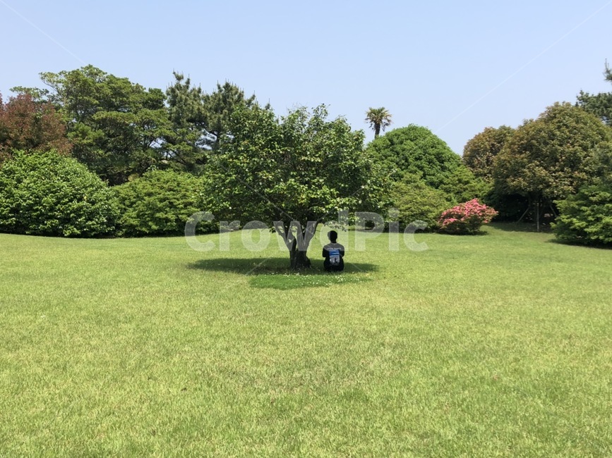 나무,공원,잔디,풍경,식물