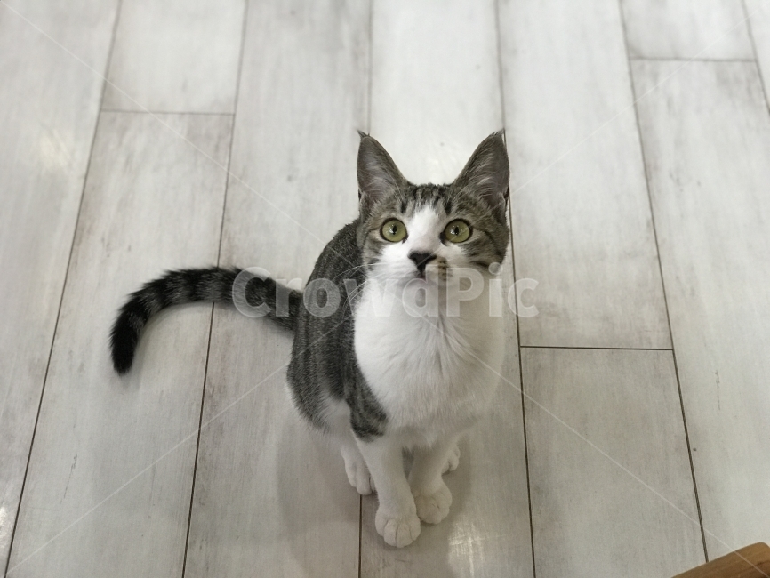 고양이,반려동물,캣,cat,다소곳,관심,호기심,응시,동물,animal,포유류,mammal,고양이,cat,kitten,kitty