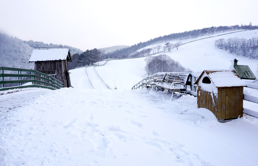 강원도,한국겨울,대관령,양떼목장,눈,snow,겨울,winter,눈꽃,snowflake,nature,countryside,옥외,자연,농촌,겨울,계절,winter,season,자연,풍경,nature,landscape