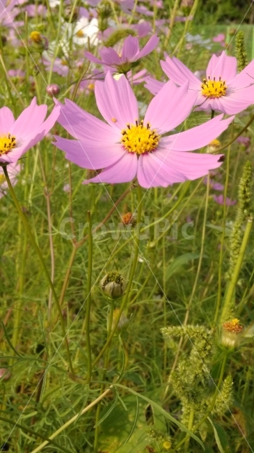 코스모스,자연,가을,꽃,식물,계절,flower,plants,nature,분홍,가을,계절,fall,autumn,season,식물,자연,plants,nature,꽃,flower,plant