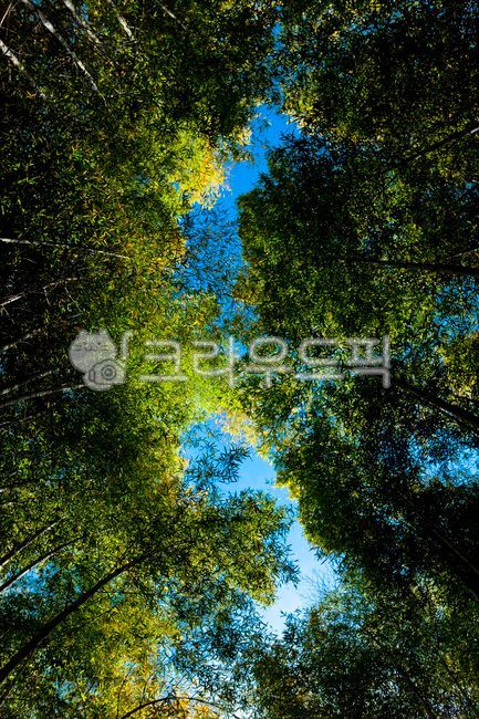 일본,교토,japan,kyoto,아라시야마,대나무,숲,단풍