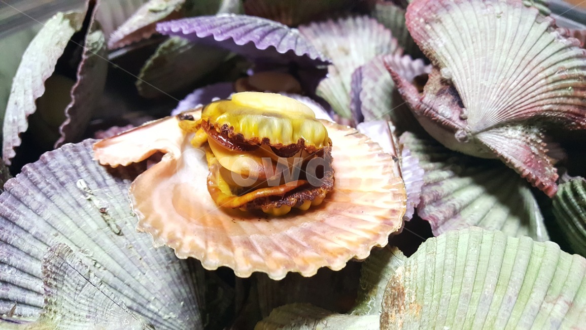 해산물,seafood,food,음식,조개