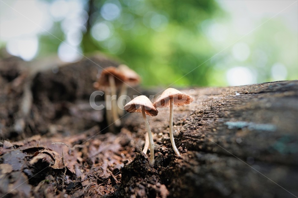 버섯,mashroom,nature,umbrella,우산,자연,버섯,mushroom