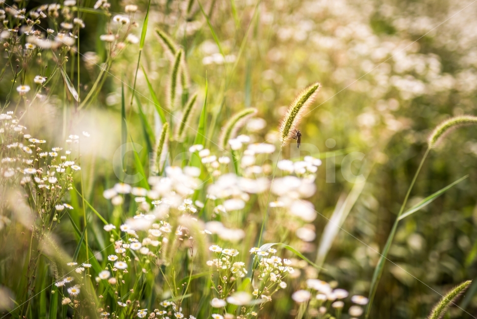 자연,여름,풀,벌레,초록,여름,계절,summer,season,휴식,힐링,rest,relaxation,healing,식물,자연,plants,nature,동물,animal,곤충,벌레,insect,bug,감성,sensible,feeling,plant