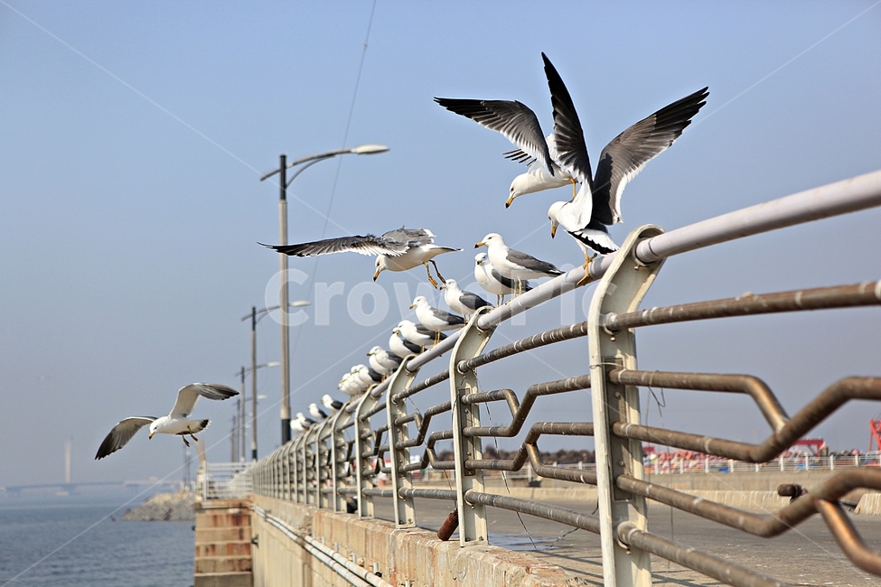 갈매기,새,조류,자연,풍경,배경,동물,animal,조류,새,birds