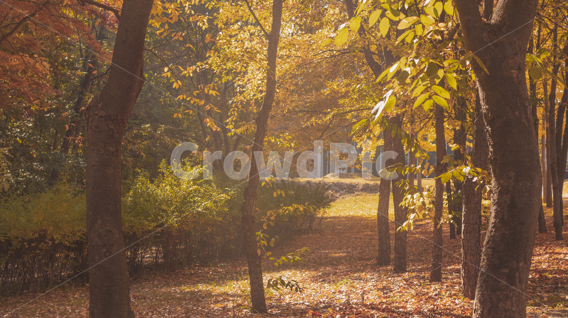 빛내림,빛,은행나무,가을,감성,필름,가을,계절,fall,autumn,season,자연,풍경,nature,landscape,휴식,힐링,rest,relaxation,healing,tree,나무,plant,식물,tree trunk,나무 줄기