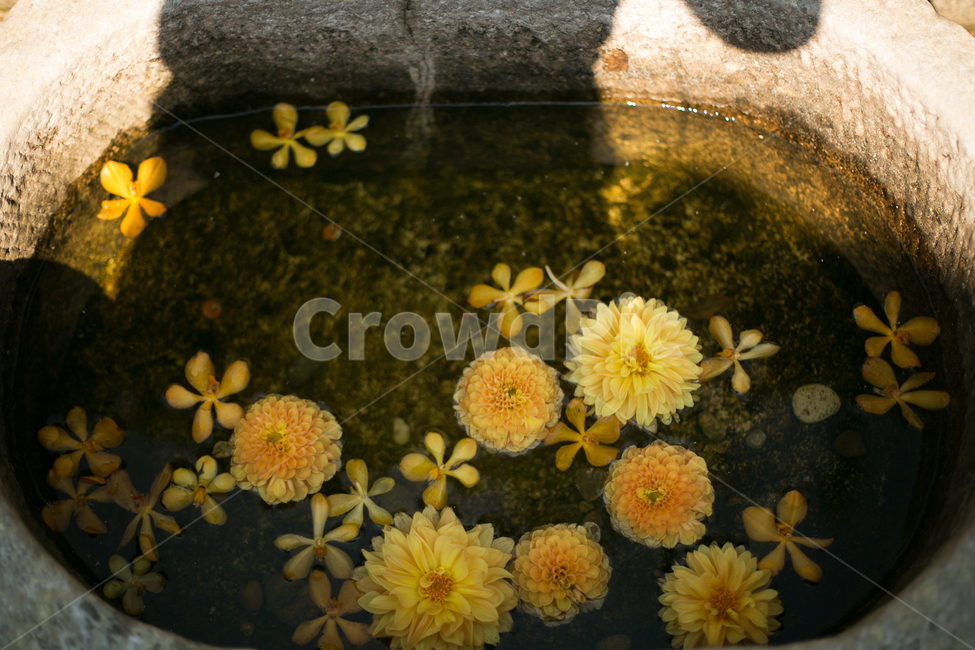 plant,식물,blossom,flower,꽃
