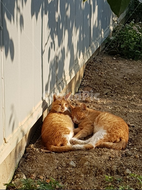 길냥이,고양이,부자냥이,치즈고양이,엄마고양이,애기고양이,아들고양이,고양이낮잠,동물,animal,포유류,mammal,고양이,cat,kitten,kitty