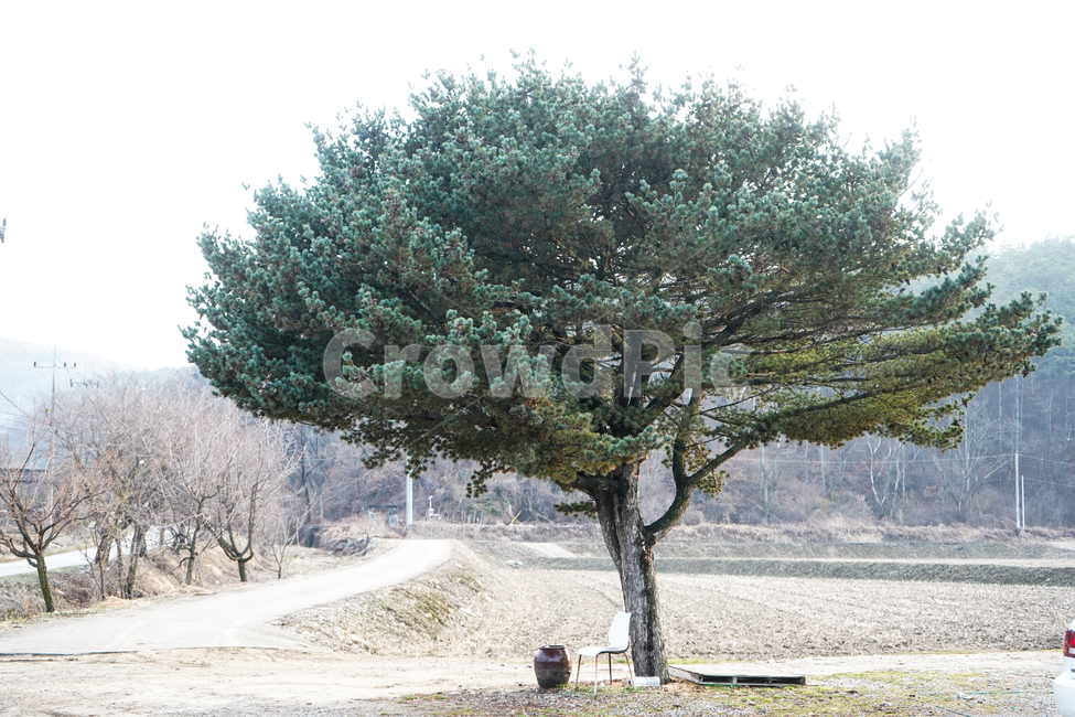 나무,힐링,캠핑장,캠핑,오토캠핑장,자연,풍경,nature,landscape,tree,plant,식물,tree trunk,나무 줄기