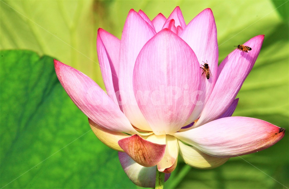 연꽃,꽃,식물,flower,벌,식물,자연,plants,nature,꽃,flower