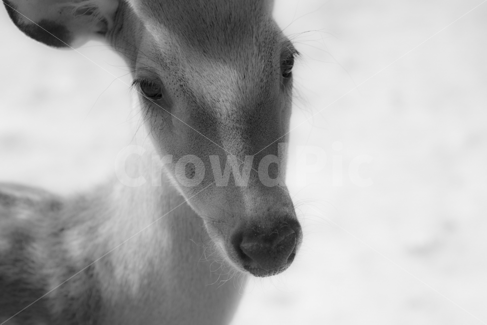 사슴,서울숲,아름다움,deer,stag,animalwildlife,morning,animalthemes,nature,photography,grass,nopeople,beautyinnature,oneanimal,암사슴,야생의동물,동물테마,자연,사진,흑백,야외,동물,animal,포유류,mammal,흑백,모노톤,monochrome,black and white