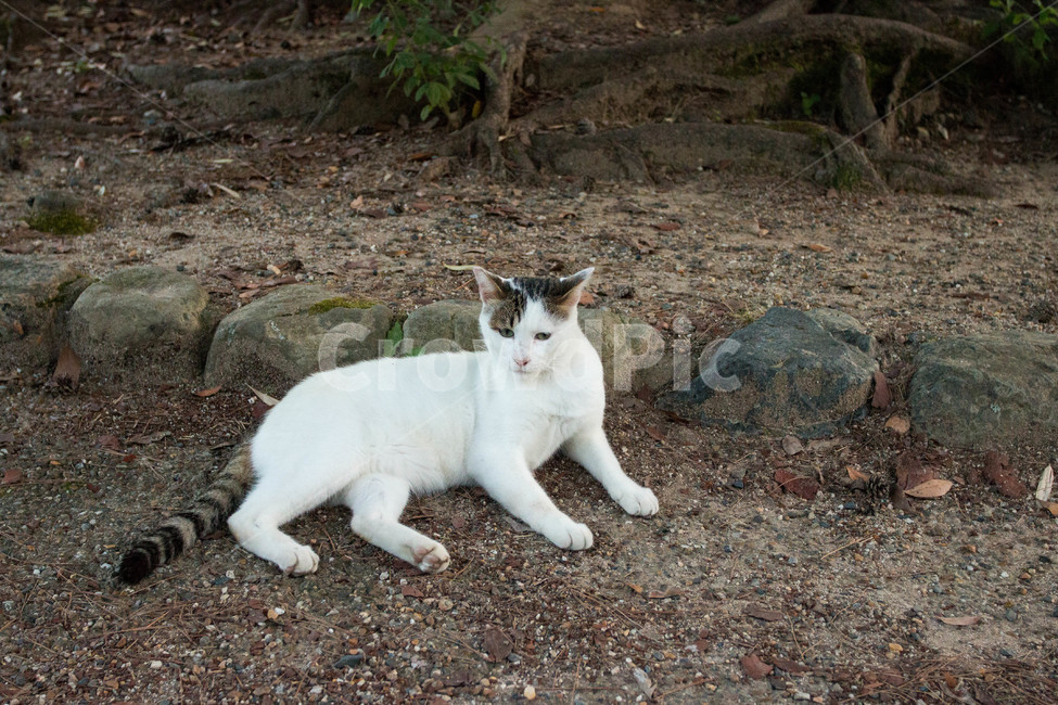 고양이,동물,길고양이,냐옹이,길거리,animal,straycat,kitty,street,동물,animal,포유류,mammal,고양이,cat,kitten,kitty