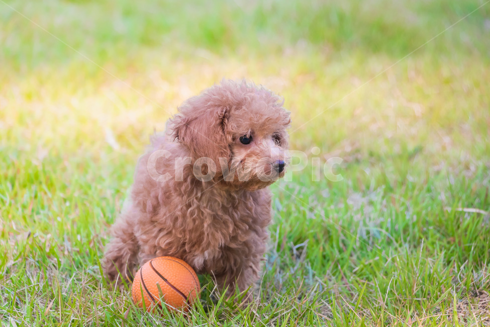 반려견,강아지,푸들,갈색푸들,아기강아지,댕댕이,강아지산책,동물,animal,개,강아지,dog,doggy