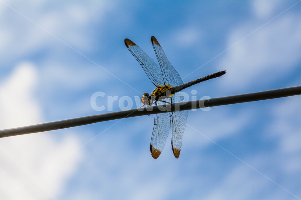 잠자리,곤충,dragonfly,여름,sky,하늘,곤충,벌레,insect,bug