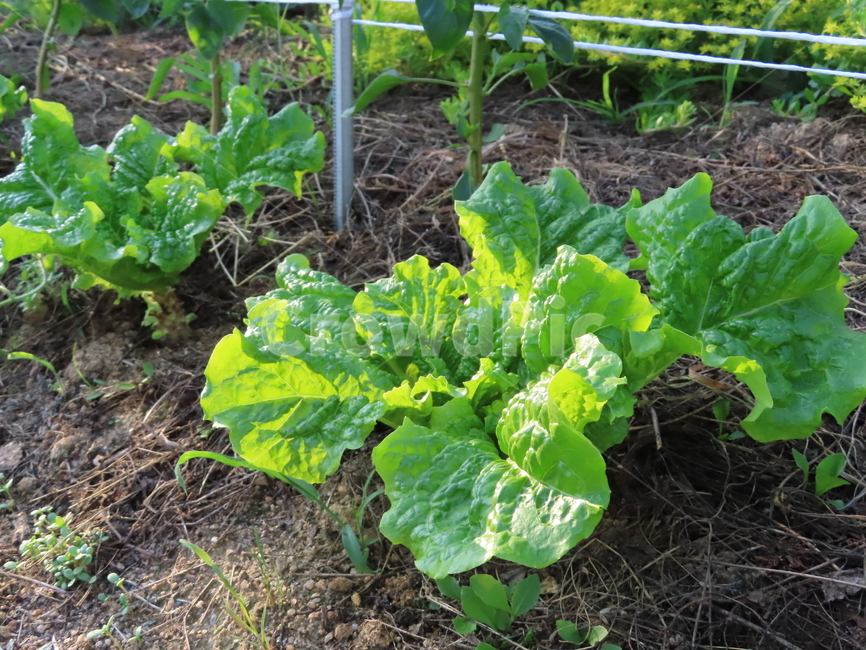 땅,흙,상추,식물,작물,초록색,농원,자연,맑은날,land,clay,lettuce,plants,crops,green,farm,nature,asunnyday,채소,야채,vegetables,산업,industry,industrial,농업,농사,agriculture,farming,farming industry
