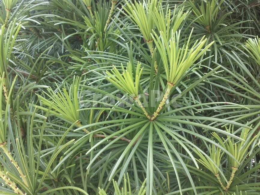 소나무,송모,송침,상록교목,여송,자송,청송,식물,자연,plants,nature