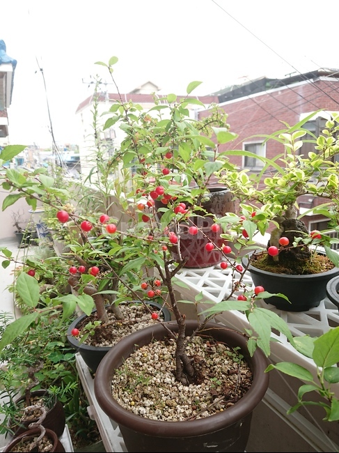 산앵두,분재,열매,화분,식물