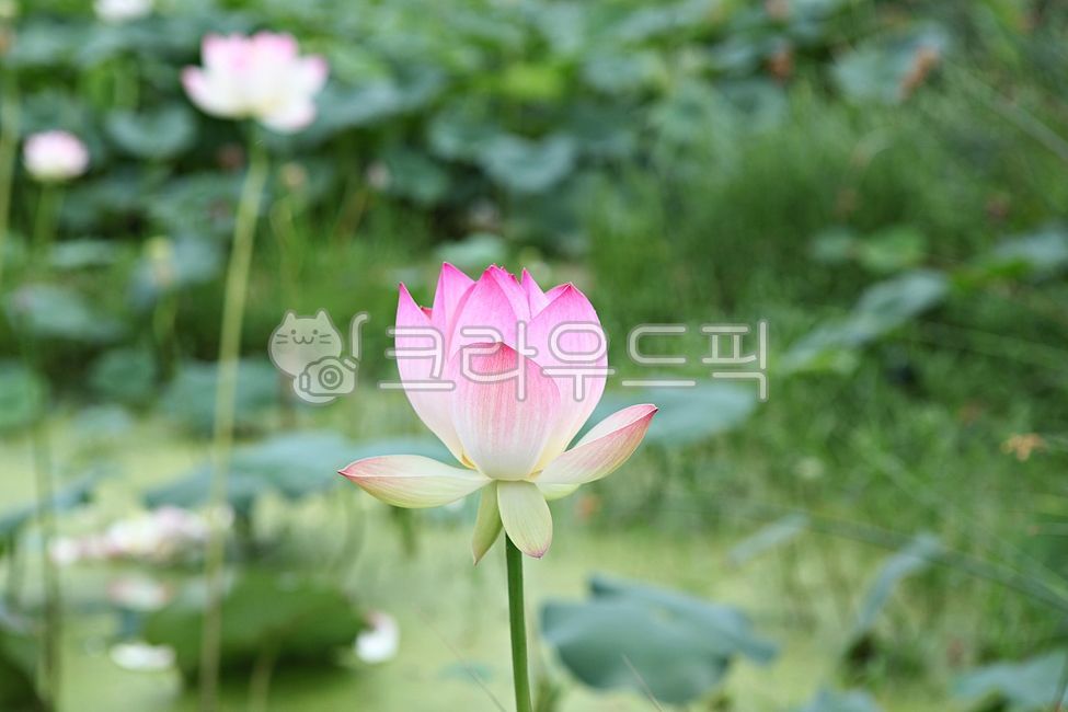 Gwangokji,petal,lotus leaf,nature,plant,Lotus,leaf,aquatic plants,park,flower