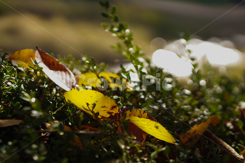 나뭇잎,노랑,가을,보케,빛,plant,식물,leaf,잎