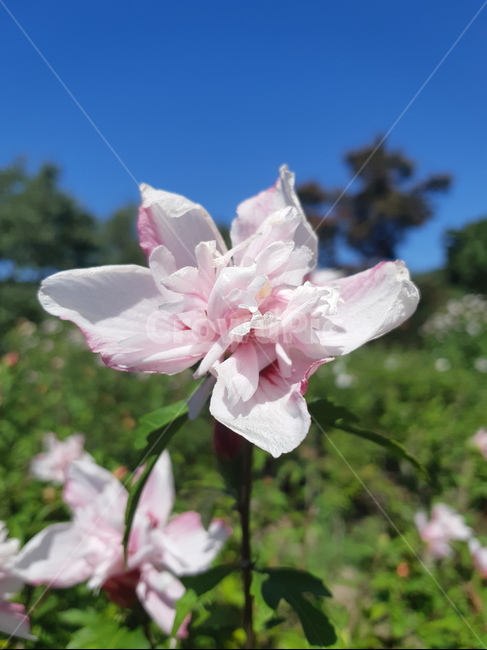 꽃,plant,flower,식물,무궁화,식물,자연,plants,nature,꽃,flower
