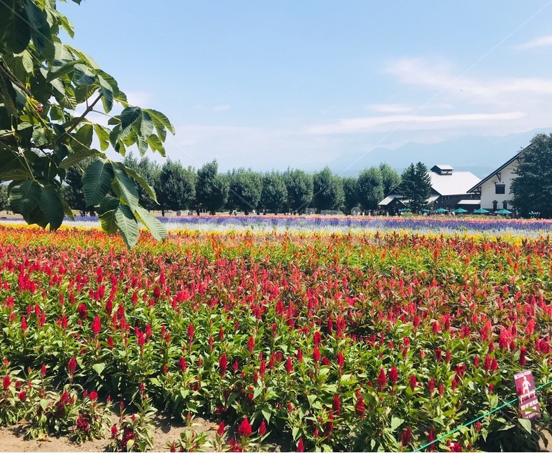 plant,식물,flower,꽃,blossom,꽃밭,nature