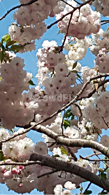 벚꽃,꽃,flower,식물,blossom,plant