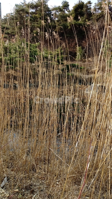 자연,식물,나무,tree,옥외,outdoors,nature,갈대
