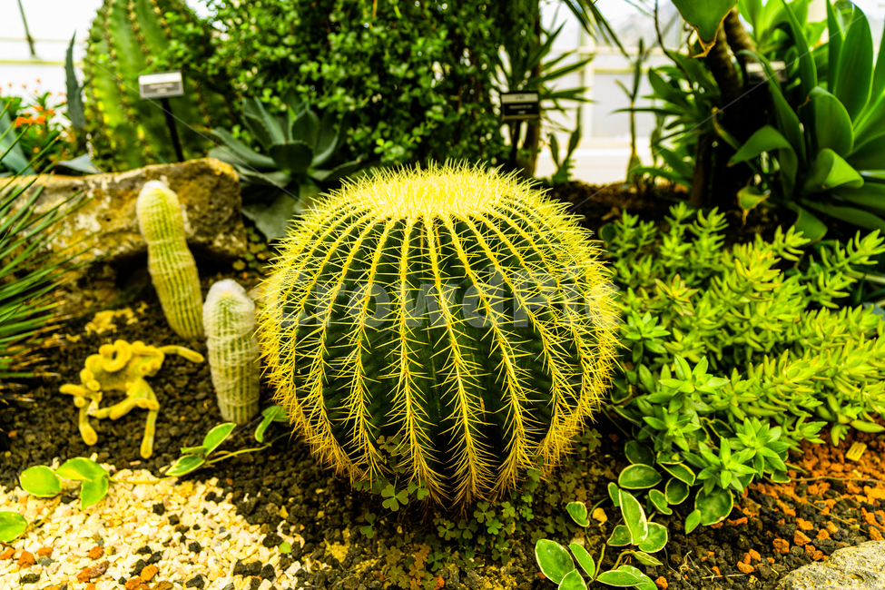plant,식물,선인장,cactus,cactaceae,온실,greenhouse