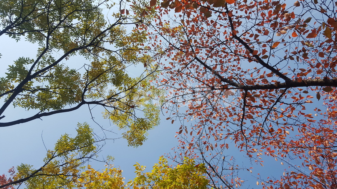 단풍,가을,하늘,나무,숲,나뭇잎,가을,계절,fall,autumn,season,tree,plant,식물,leaf,잎