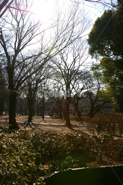 일본,도쿄,공원,풍경,야외,plant,식물,tree,나무,treetrunk,나무줄기,ground,바닥