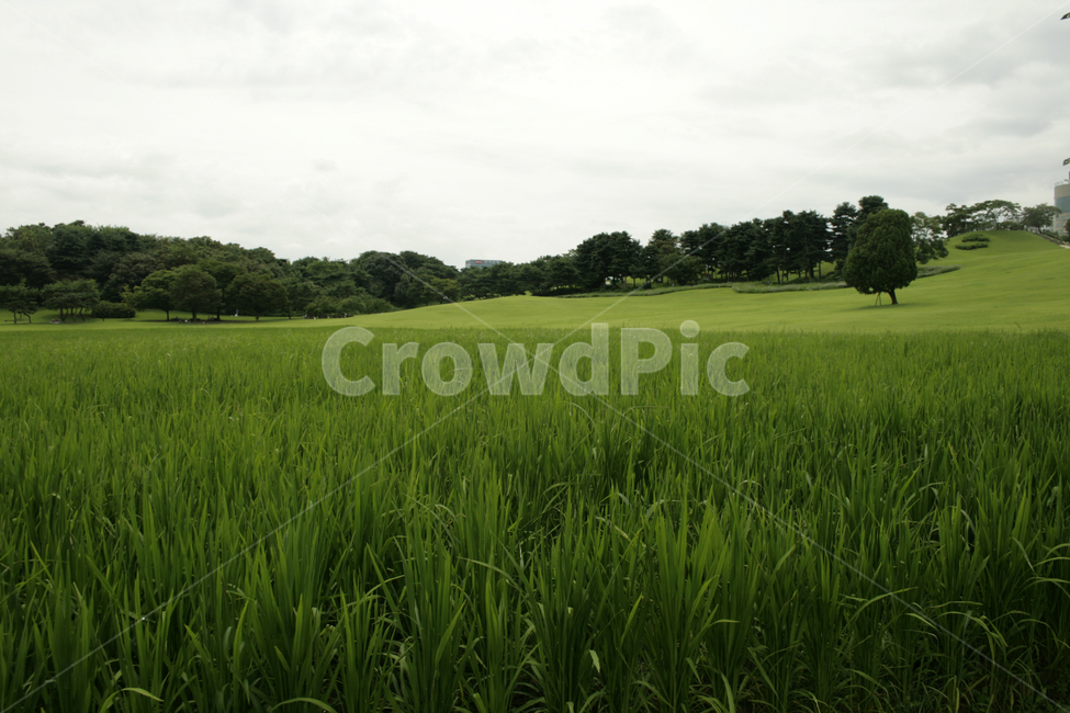 공원,초록,여름,풀밭,나무,올림픽공원,자연,풍경,nature,landscape,outdoors,옥외,grassland,목초지,field,들,paddy field,패디 필드