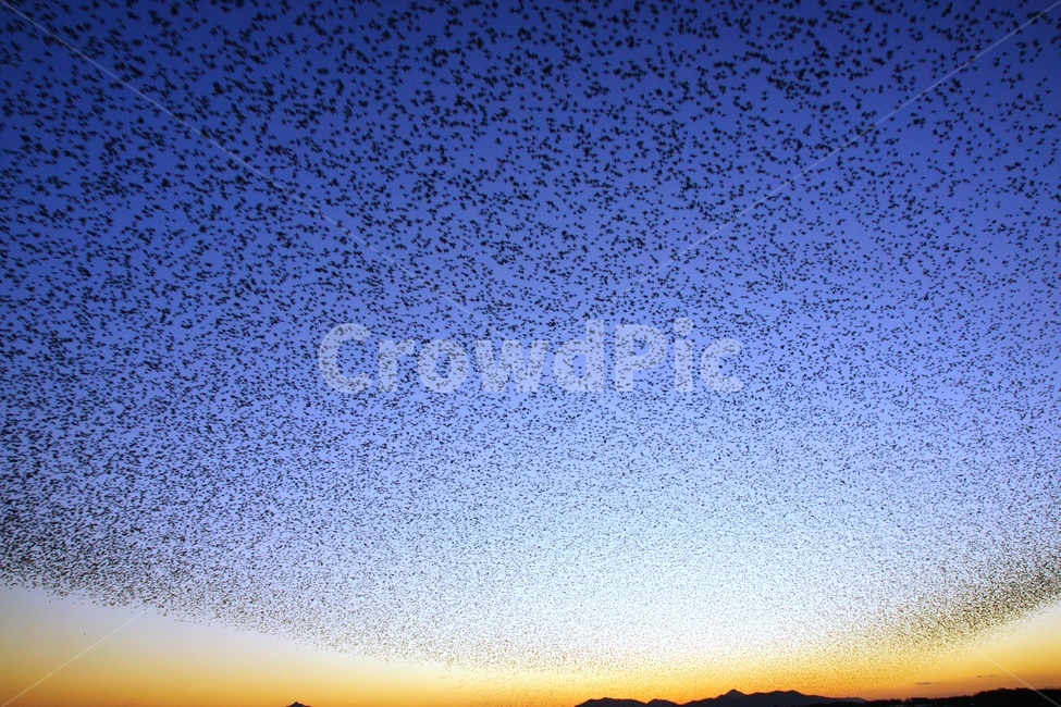 동림지,가창오리,군무,일몰,철새,자연,풍경,nature,landscape,동물,animal,조류,새,birds,outdoors,옥외