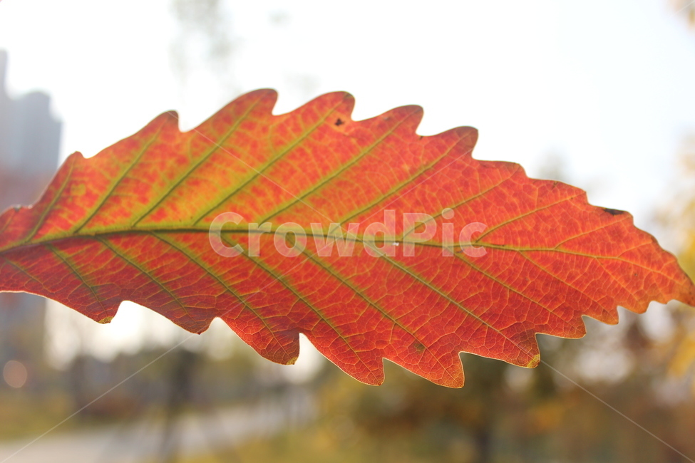 plant,식물,leaf,잎,단풍,가을,계절,fall,autumn,season