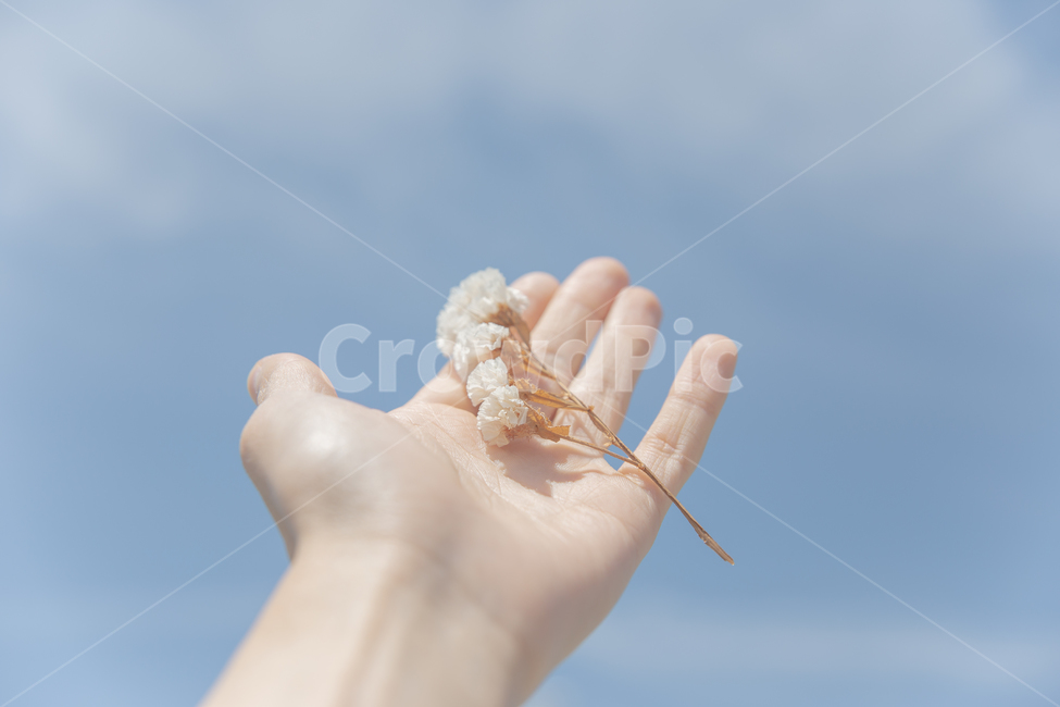 감성사진,하늘,꽃,봄,인물,햇살,청량,색감,드라이플라워,손,식물,자연,plants,nature,꽃,flower,사람,인물,인간,human,person,신체일부,몸,body,감성,sensible,feeling