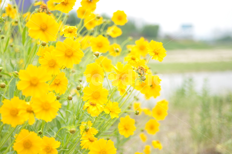 봄,풍경,꽃,봄풍경,나무,꽃나무,봄,계절,spring,season,식물,자연,plants,nature,꽃,flower,plant
