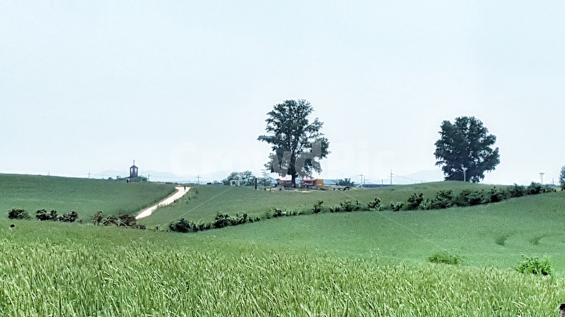 초원,녹색,초록,나무,하늘,언덕,자연,풍경,tree,hill,sky,nature,landscape,유기농,친환경,산소,들판,보리,보리밭,식물