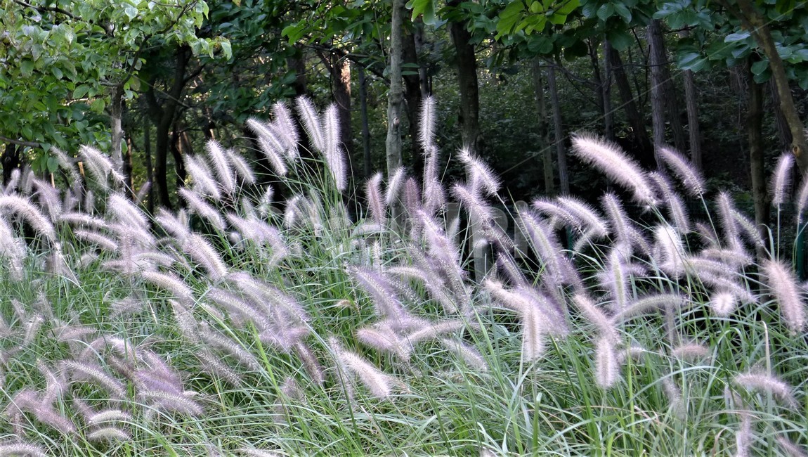 버들강아지,숲속,식물,자연,대비,식물,자연,plants,nature