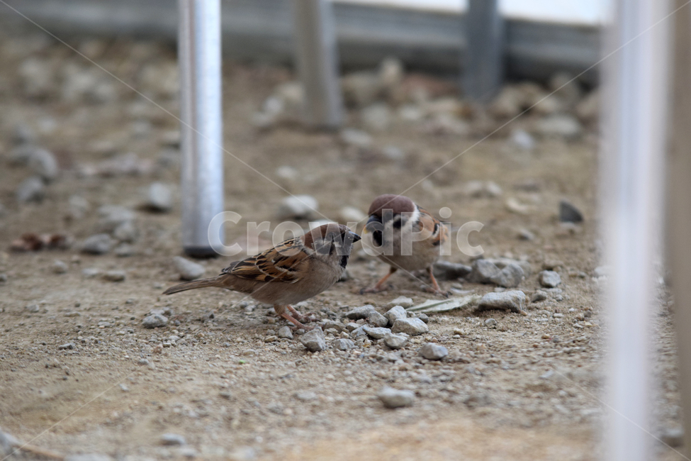 참새,새,텃새,참샛과,조류,귀여운참새,bird,sparrow