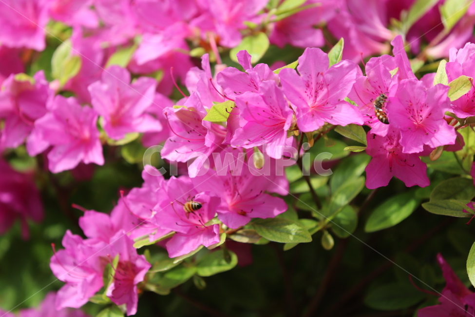 철쭉,보라색,봄,꽃,꿀벌,봄,계절,spring,season,식물,자연,plants,nature,꽃,flower,동물,animal,곤충,벌레,insect,bug,blossom,geranium,제라늄,plant