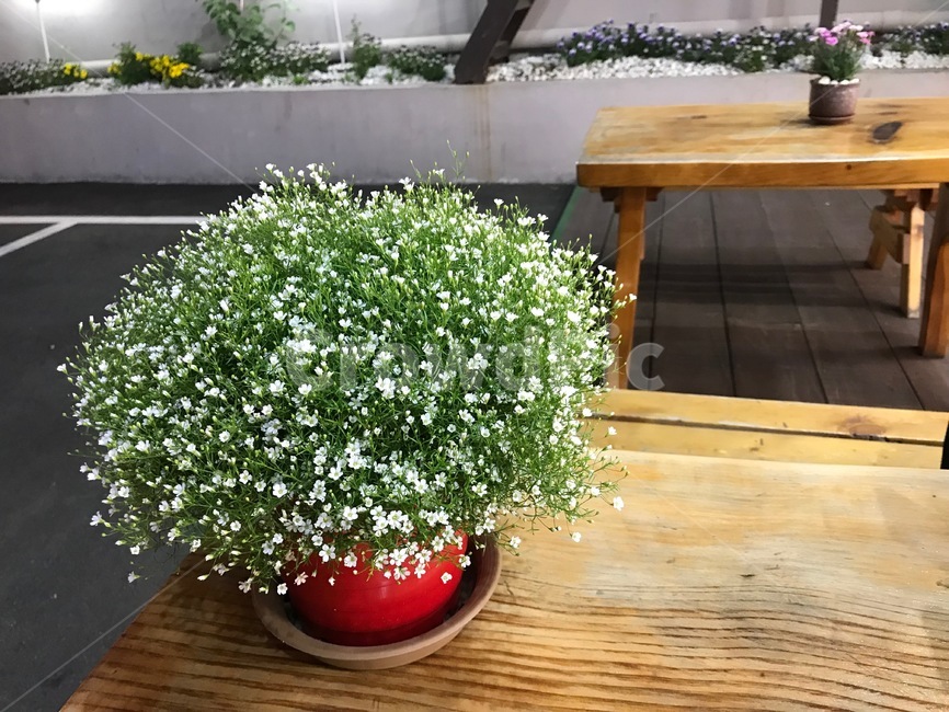 안개꽃,힐링,빨간화분,봄,하얀꽃,healing,gypsophila,spring