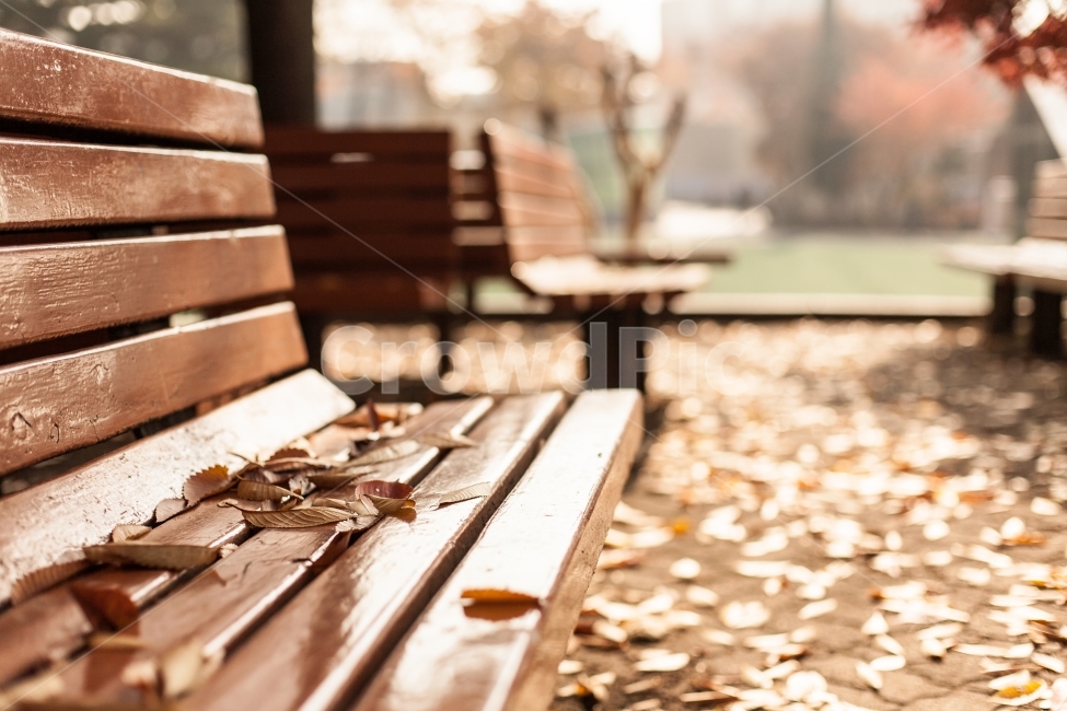 가을,의자,낙엽,단풍,따스함,감성,상실,Fall,Autumn,Chair,leaf,abscission,leafabscission,가을,계절,fall,autumn,season,감성,sensible,feeling,furniture,가구,wood,나무