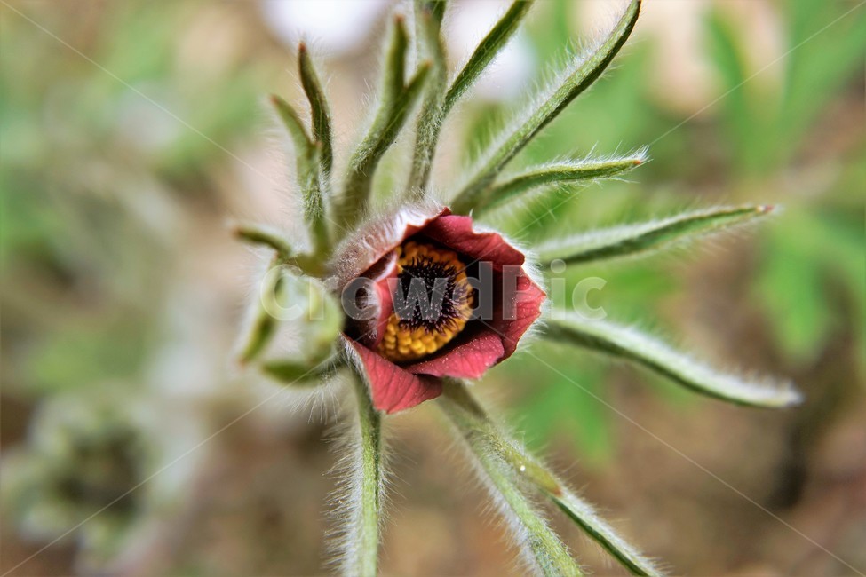 할미꽃,솜털,봄,봄꽃,자연,식물,꽃,plant,암술,수술,Pulsatillakoreana,한국특산,백두옹,독초,강장제,화왕계,여러해살이풀,미나리아재비과,쌍떡잎식물,흰털,할머니머리카락,흰머리,노인,꼬부랑,한방약재,할머니