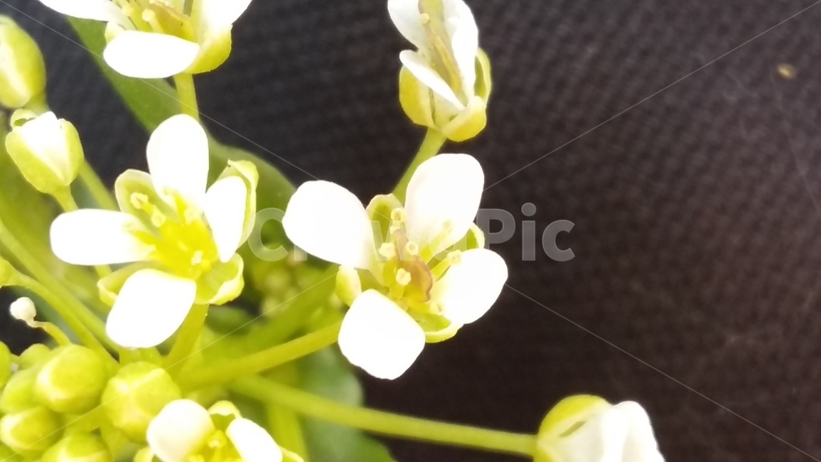 냉이,봄,꽃,냉이꽃,봄꽃,봄,계절,spring,season,식물,자연,plants,nature,꽃,flower,plant