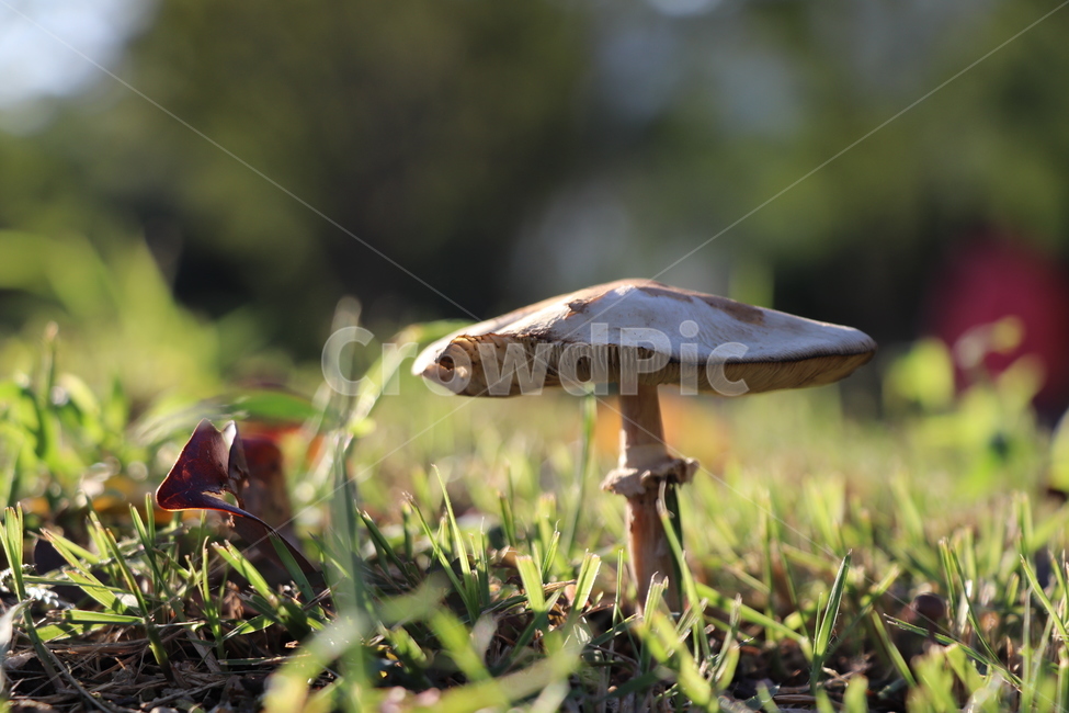 fungus,진균류,plant,식물,버섯,버섯,mushroom